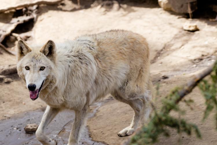 A white wolf stares into the camera from its enclosure at the Big Bear Alpine Zoo.
