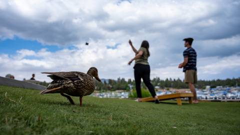 A family tosses a bean bag during a game at their Big Bear cabin. A duck walks by their game.