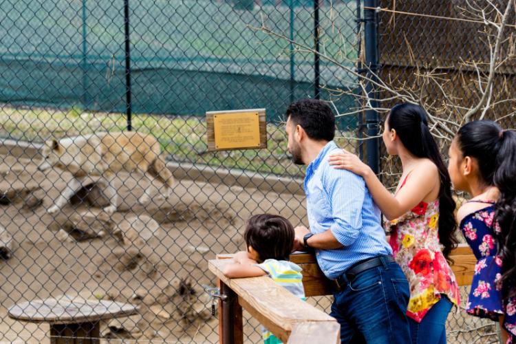 A family observes a wolf in its enclosure at the Big Bear Alpine Zoo in Big Bear CA.